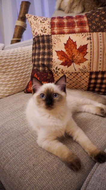 GCCF Ragdoll Kittens