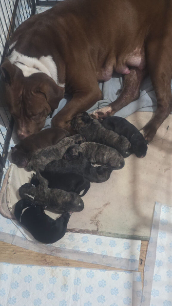 Beautiful presa canario x American p bully pups