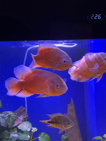 Chilli red Oscar&rsquo;s