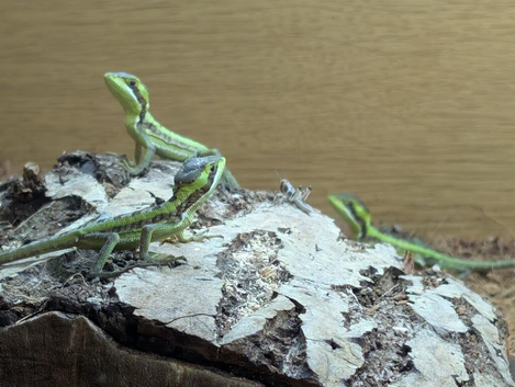 Casquehead iguana babies