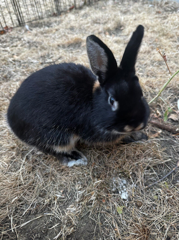 5 months old Netherlands dwarf rabbit