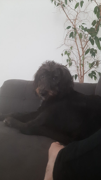Marley