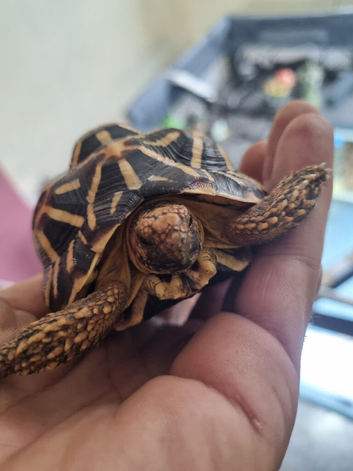 2 x 2 year old indian star tortises from different parents