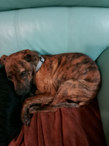 Whippet X dark brindle girl