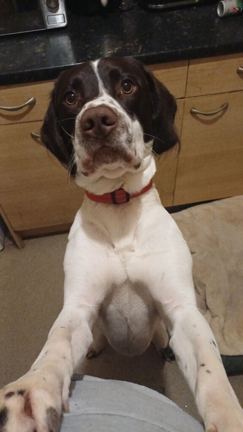 Black/White Springerdor