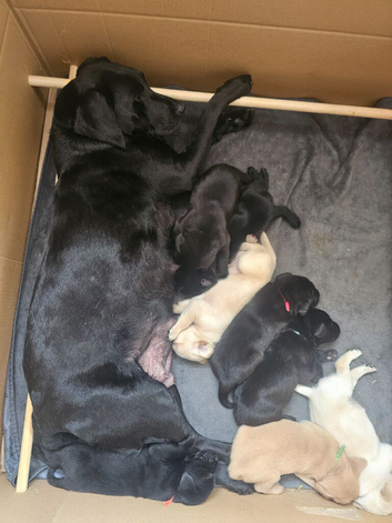 Outstanding Litter Of KC Puppies