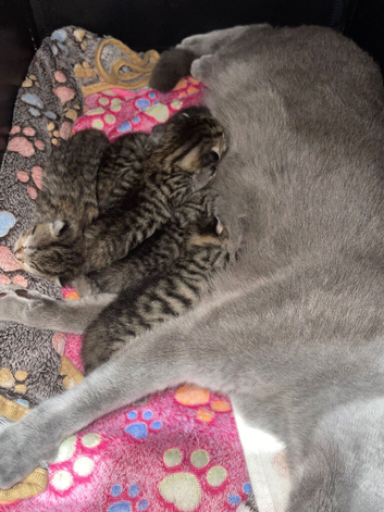 5 British  Shorhair x Maine coon kittens