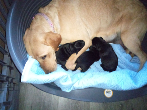 3 Labrador puppys