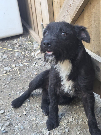 Patterjack