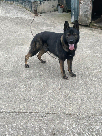 Handsome Kc registered German shepherd