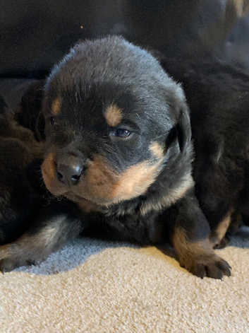 Rottweiler puppies