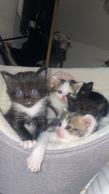 Rag doll X tabby kittens