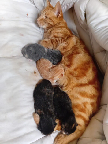 Kittens for sale