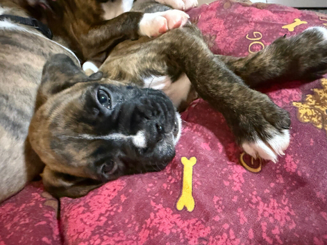 Gorgeous K.C boxer pups for sale