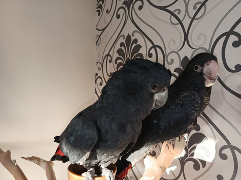 Red tail Black cockatoo