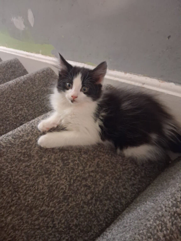kitten for sale