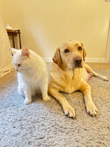 MOM 262 DNA CLEAR / Gorgeous fox red and yellow lab