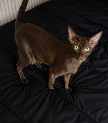 Chocolate Oriental
