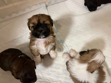 Shih Tzu