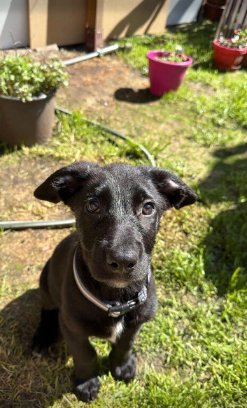 13 week old Belgian Malinois x German Shepherd