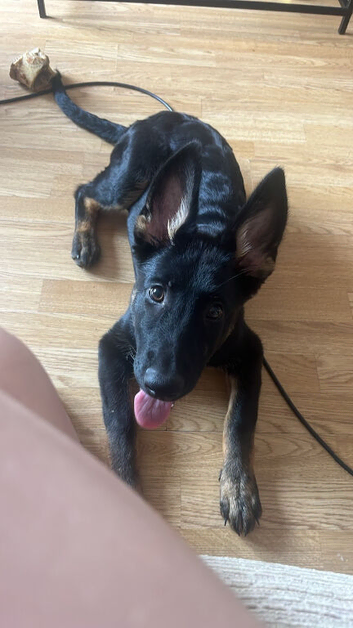 Female German shepherd 17 weeks