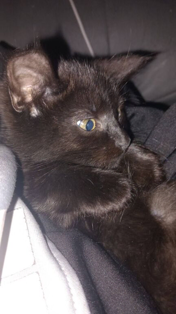 Main coon cross kittens black blue