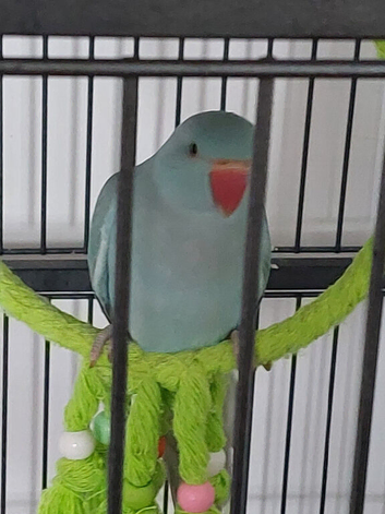 Indian Ringneck Glasgow