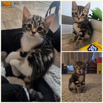 Kittens for sale blackpool