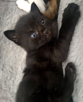 Adorable Black Kitten Looking for a Loving Home
