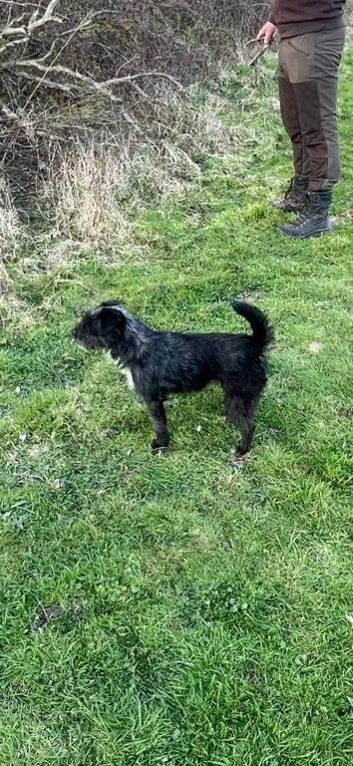 Patterdale terriers