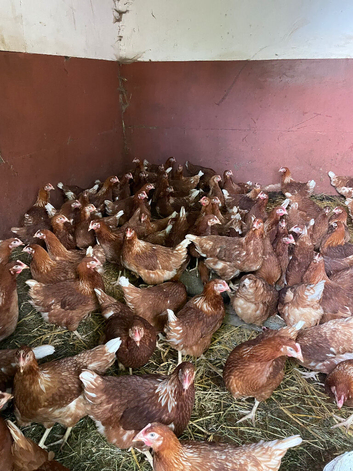 Point of lay hens