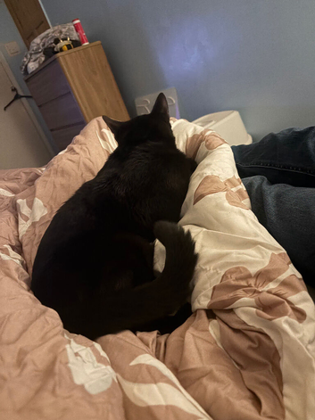 Male cat age 1.5 years