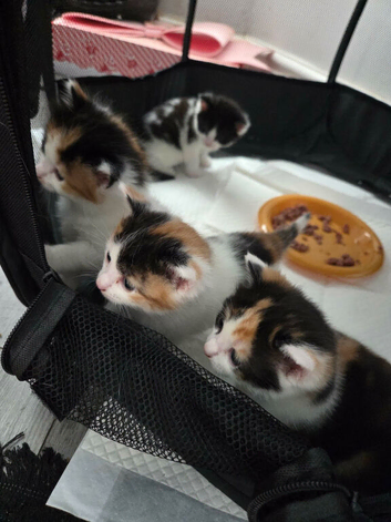Calico kittens