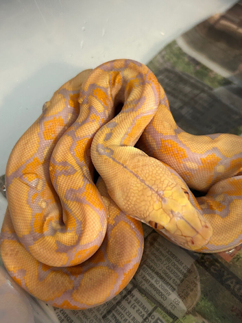 Dwarf Albino reticulated python female