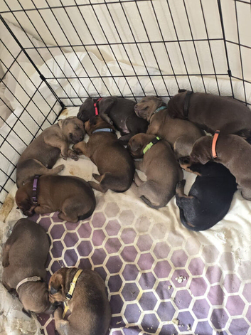 Dobermann mix