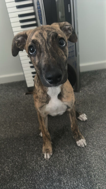 Bull lurcher