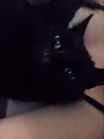 Missing black cat