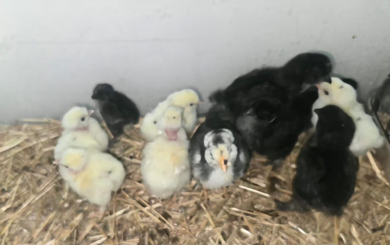 chicks