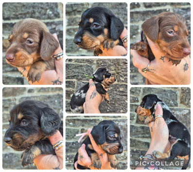 PRA CLEAR MINIATURE DACHSHUND PUPPIES