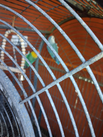 Love bird