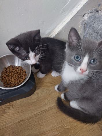 Beautyfurl kittens