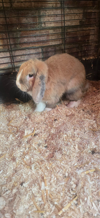 male mini lop around 2 year old