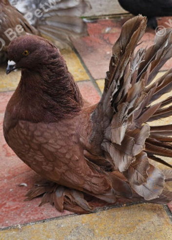 Indian fantail