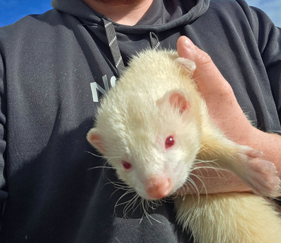 Chipped Stunning & Very Friendly 5-Month-Old Albino Ferret (Dennis) Looking for a 5★ Home