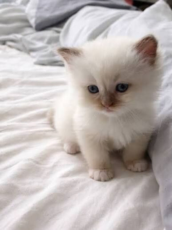 Kittens