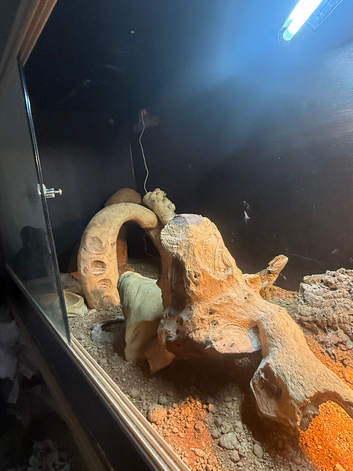 Bearded dragon and full setup