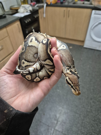 Ball python with vivarium