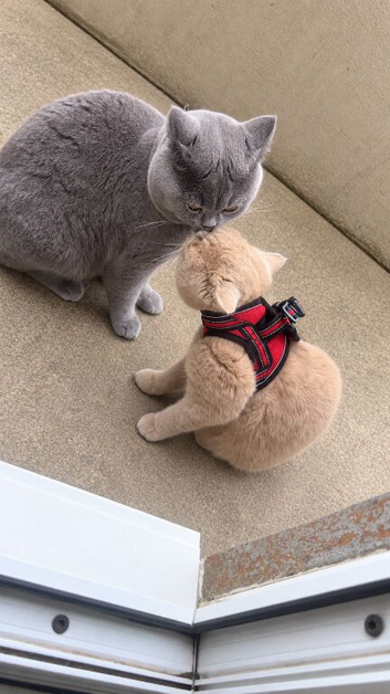 2 british shorthairs