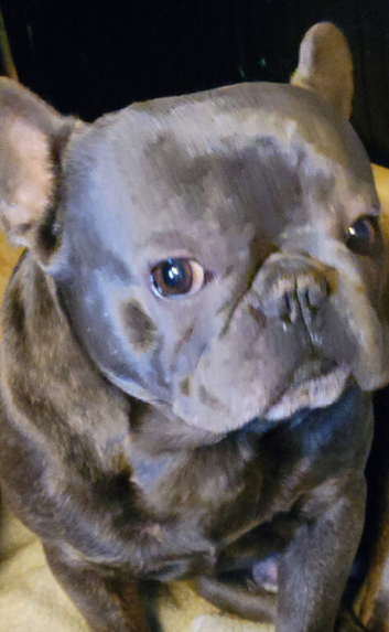 Blue French bulldog