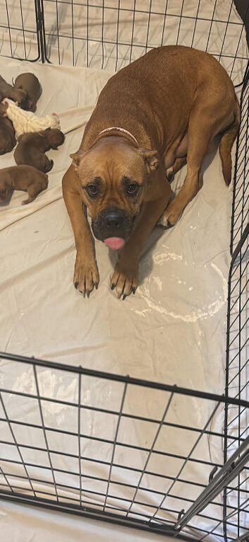 Beautiful mastiff cross puppies